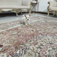 دو عدد توله جیگر(شاهد شهر)|سگ|شاهدشهر, |دیوار