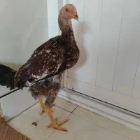 جوجه لاری وبرهما|حیوانات مزرعه|شاهینشهر, گزبرخوار|دیوار