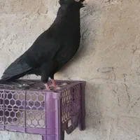 زاغ آبادانی|پرنده|اصفهان, گورتان|دیوار