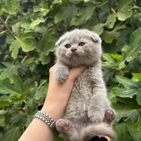 بچه گربه مورد علاقت اینجاست|گربه|اصفهان, آزادگان|دیوار