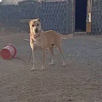 فروشی|سگ|فردوس (خراسان), |دیوار