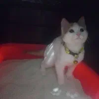 گربه ناز و ملوس