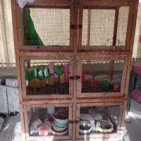 قفس جفت خون