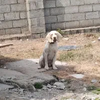 سگ شکاری پوینتر