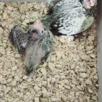 جوجه عروس هلندی سرلاکی