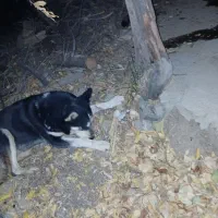 سگ هاسکی|سگ|سنندج, |دیوار