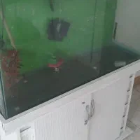 اکواریوم|ماهی|رودهن, |دیوار