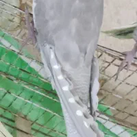 عروس هلندی درجه 1