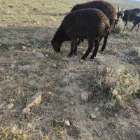 فروش دام سبک