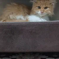 واگذاری رایگان گربه میکس