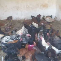 تخچه مرغ و خروس