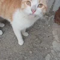 گربه اهلی