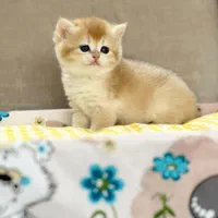 زیباترین گربه های ایران فقط در شیراز|گربه|شیراز, ارم|دیوار