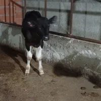 دو راس گوساله سیمینتال ماده و نر امریکایی