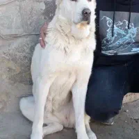 الابای ماده فحل
