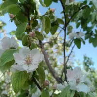 فروش-باغ-خوش-جا