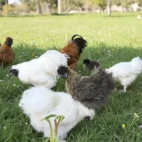 فروش جوجه ابریشمی