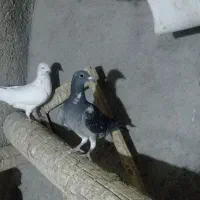 پلاکی ظالم|پرنده|نجفآباد, جعفرآباد|دیوار