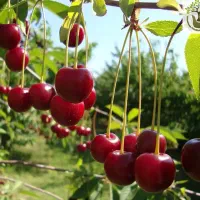 فروش نهال اصلاح شده