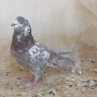 چهار جفت نر و ماده دونسته و حسابی|پرنده|قم, آزادگان|دیوار