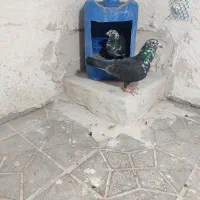 مرغ عشق