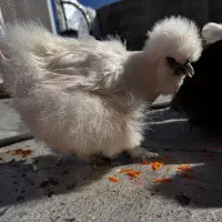 مرغ ابریشمی اوپال اصل|حیوانات مزرعه|تهران, بازار|دیوار