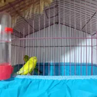 یک جفت مرغ عشق مولد