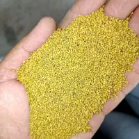 بذر قره یونجه طلا