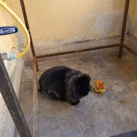 واگذاری خرگوش لپ