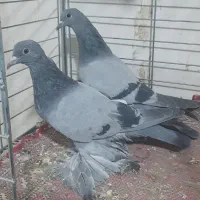 یک جفت یاهو قیمت ۲میلیون|پرنده|لالجین, |دیوار