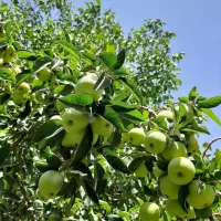 فروش باغ در روستای لاریچه|فروش خانه و ویلا|دهاقان, |دیوار