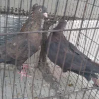 کبوتر شهرضا|پرنده|شهرضا, |دیوار