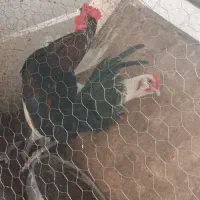 خروس گلین  چهل تاچ