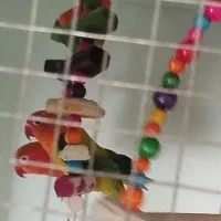 طوطی برزیلی کتوله