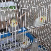 طوطی عروس هلندی پرنده عروس