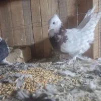 کبوتر یا کفتر طوقی