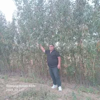 فروش صنوبر ترکیه نیگرا درجه۱|خدمات باغبانی و درختکاری|چادگان, |دیوار