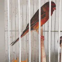 قناری سرخ سوپر.دارچینی|پرنده|شیراز, سینما سعدی|دیوار