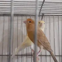 پیراهن|لباس|نورآباد ممسنی, |دیوار