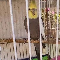 سلام عروس نر  خوب درشت مامله به سه جفت مرغ عشق