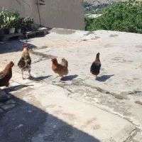 مرغ و خروس محلی