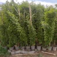 حراج گل گیاه فقط به مدت محدود