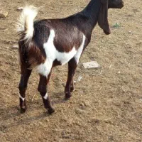 بزافقانی اصل