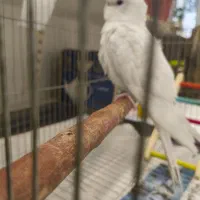 عروس هلندی|پرنده|ری, شهرری|دیوار