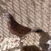 کفتر سرور و پرشی