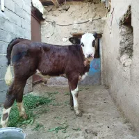 گاو