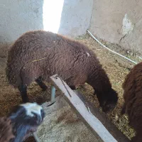 بره‌نر