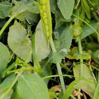 نخود فرنگی محلی تازه