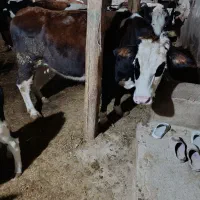 فروشدوراسگاوگوشتی|حیوانات مزرعه|کوراییم, |دیوار