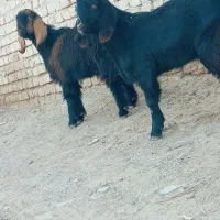 دوتا.کهره نر مری چاق